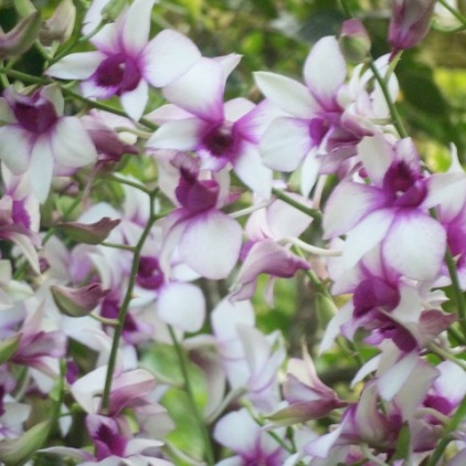 Orchid Garden-2
