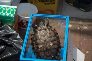 Turtle in a box, trying its hardest to escape