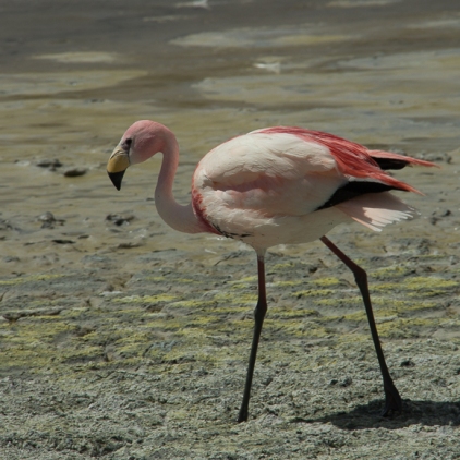 Flamingos-10