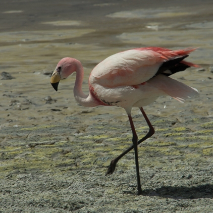 Flamingos-11