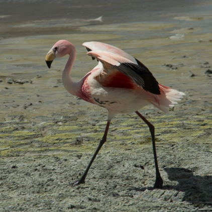Flamingos-8