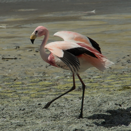 Flamingos-9
